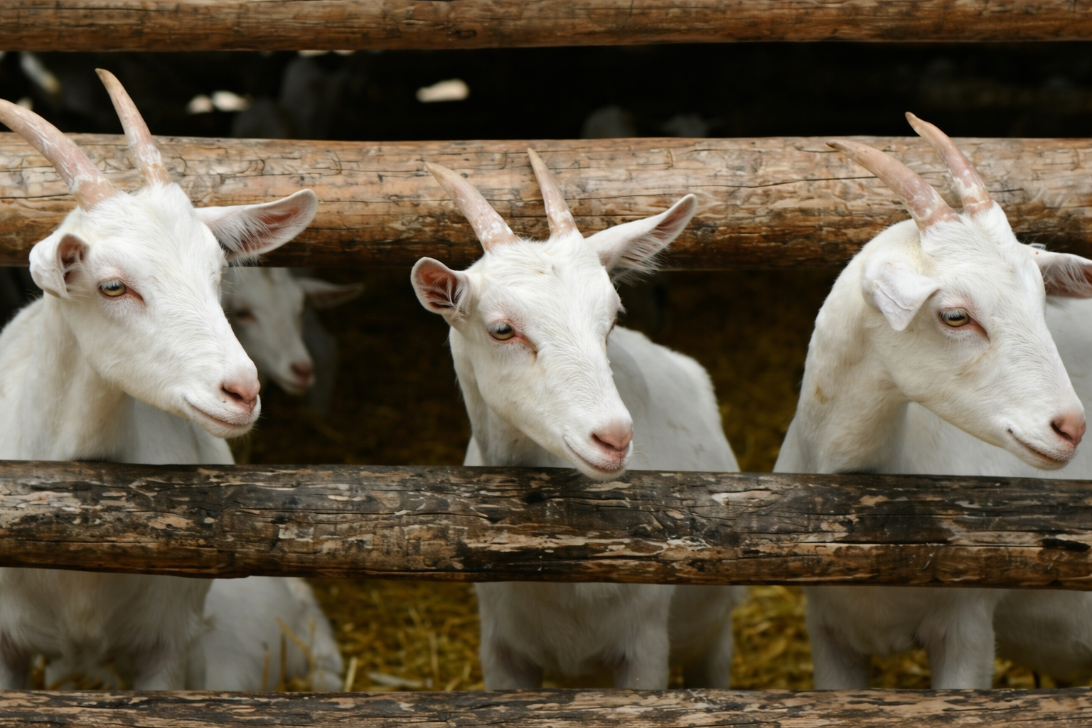 Trabajo con comunidades indígenas en la cadena caprina