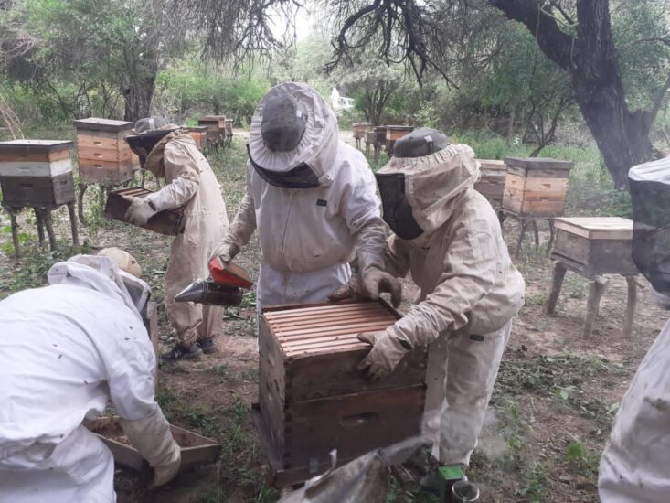 Red de apicultores: articulación para mejorar gestión y comercialización desde Recuperación Verde