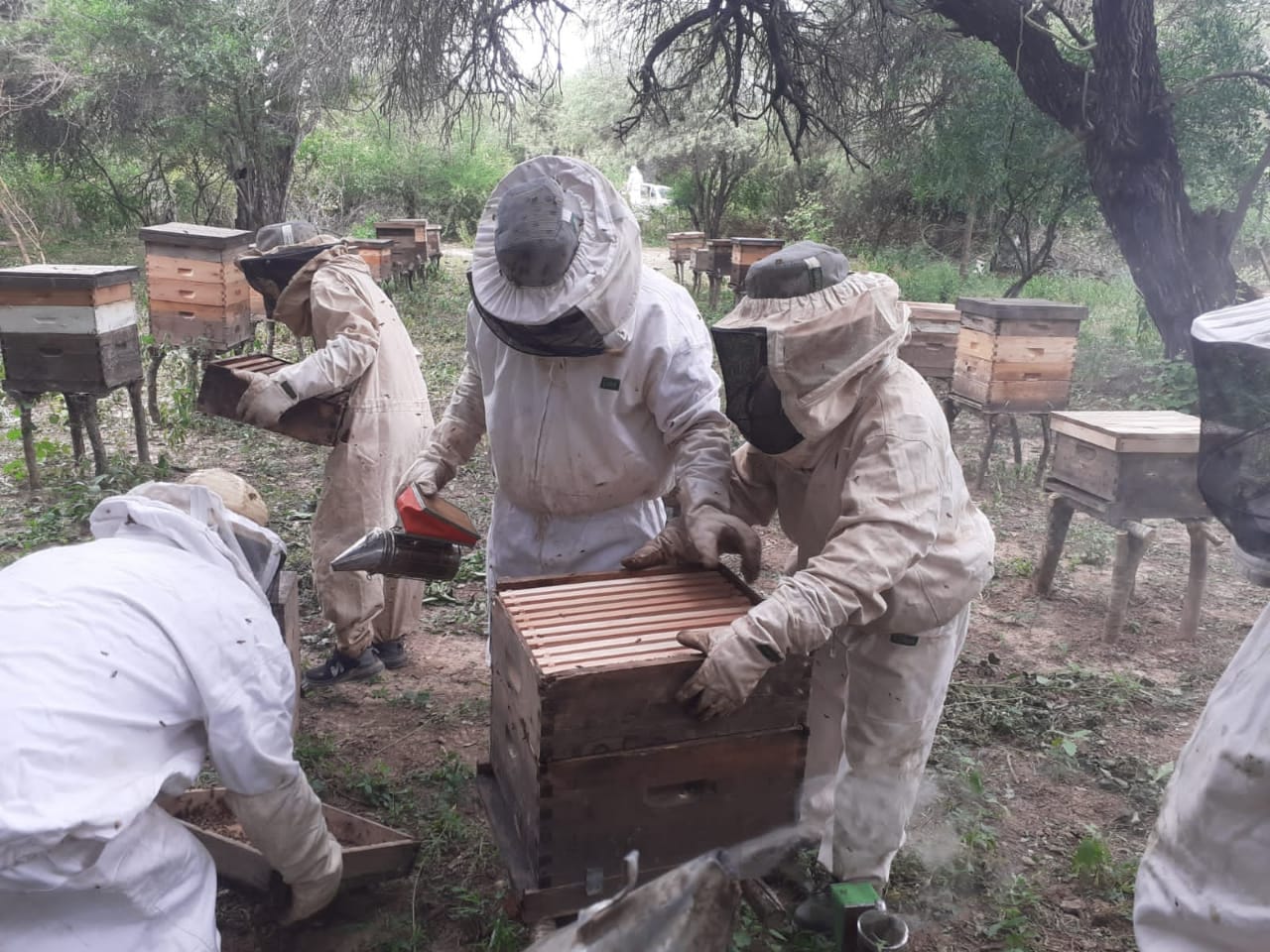 Red de apicultores: articulación para mejorar gestión y comercialización desde Recuperación Verde