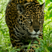 Matías Rebak - Yaguareté