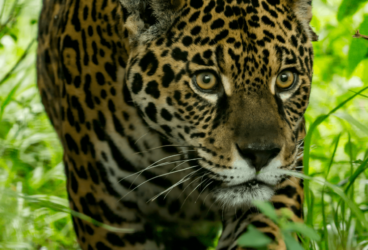 Matías Rebak - Yaguareté